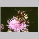 Conops flavipes - Dickkopffliege m10.jpg